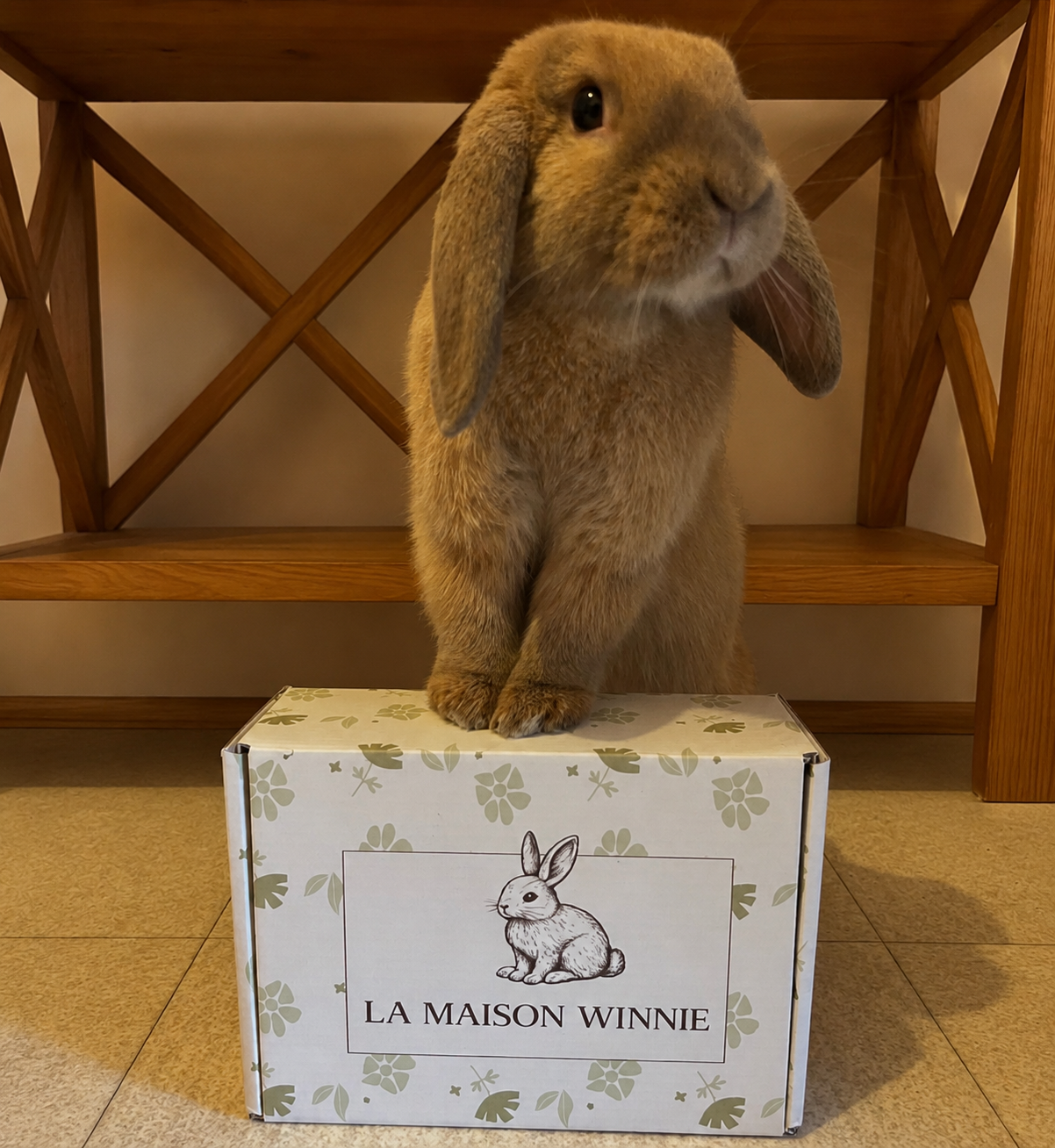 Lapin découvrant sa box La Maison Winnie